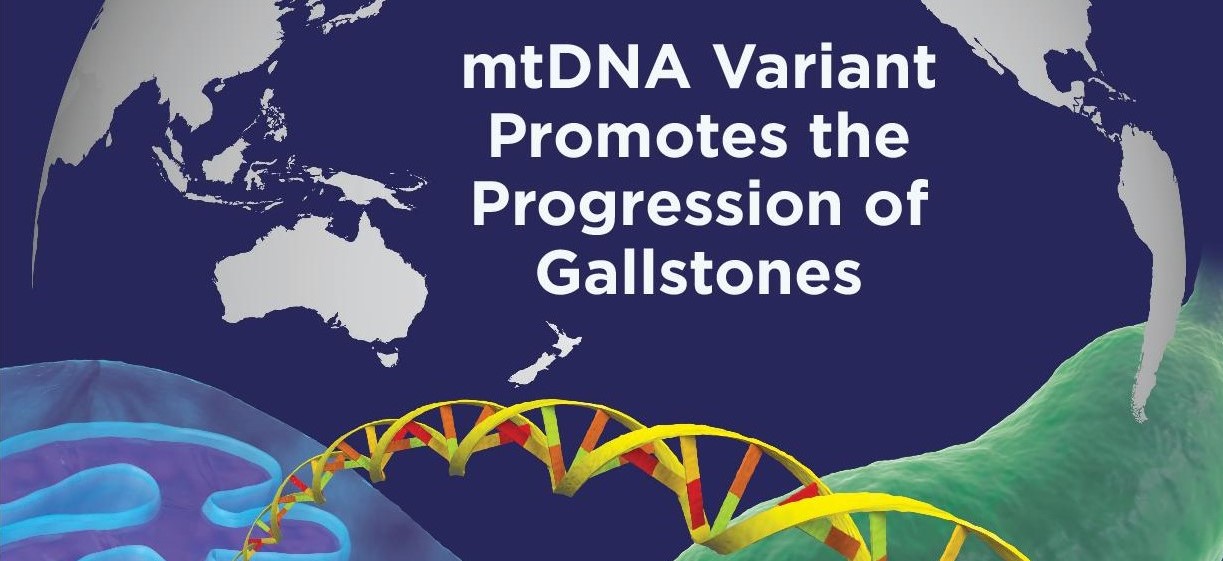 LetPub Journal Cover Art Design - A Mitochondrial DNA Variant Elevates the Risk of Gallstone Disease by Altering Mitochondrial Function